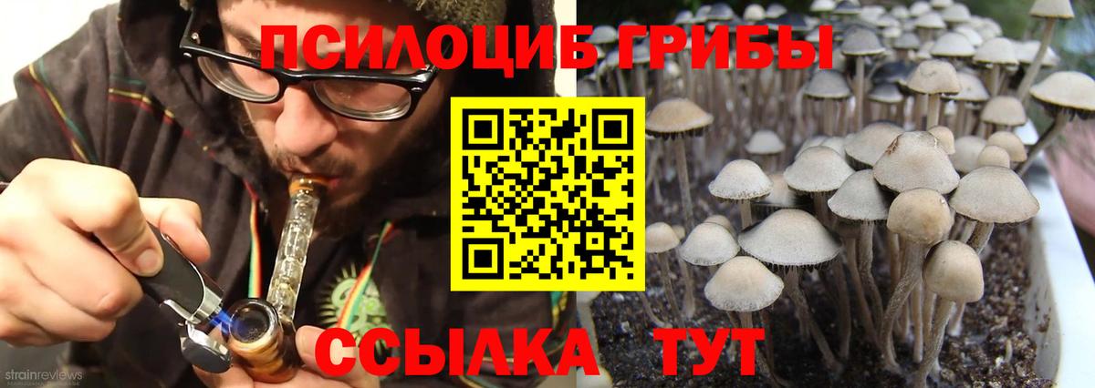 Галлюциногенные грибы Psilocybine cubensis Кингисепп